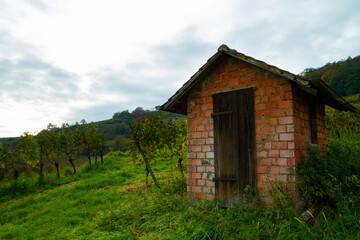 Obraz premium Weinberge Reben Rebhütte