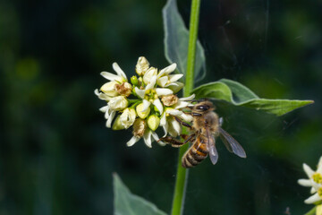 Bee Gathering Pollen from a White Flower on a Summer Day. close up