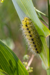 Yellow caterpillar with black dots of the butterfly Zygaena filipendulae