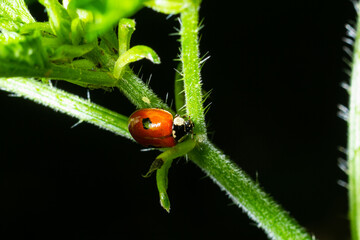 Macro of spring red ladybug Coccinella septempunctata on green leaf in forest, natural environment
