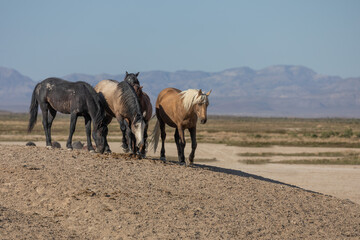 Wild Horses in Spring in the Utah Desert