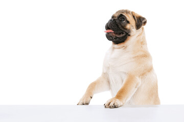 Studio shot of purebred dog, pug, posing with sticking ot tongue isolated over white background.