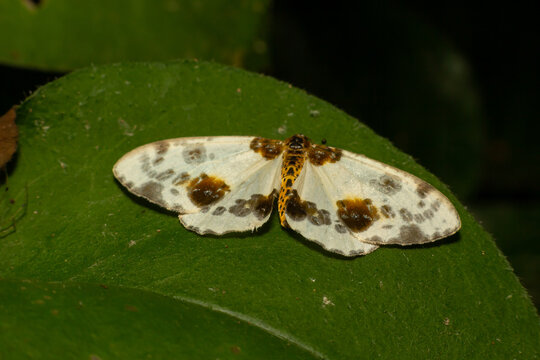 Spotted butterfly abraxas sylvata broadly spread its wings with brown spots