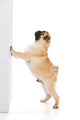 Studio shot of cute purebred dog, pug, posing, leaning on wall isolated over white background