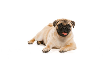 Obraz premium Studio shot of cute purebred dog, pug, posing isolated over white background. Cheerfully lying on floor