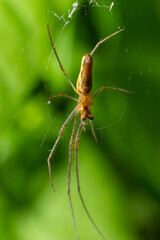 Tetragnatha montana on the termuric on a leaf on a summers day