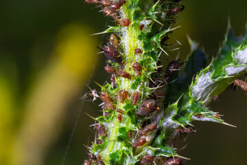 Red aphid, Uroleucon nigrotuberculatum, on plant stem at Belding Wildlife Management