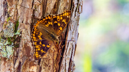 昆虫　蝶　コムラサキ © Yuuki Kobayashi