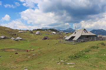Fototapeta na wymiar Herdsmens huts and cows on the Big Mountain Plateau in Slovenia in the Kamnik Savinja Alps