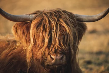 Cercles muraux Highlander écossais vache highland écossaise