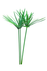 Umbrella plant, Papyrus, Cyperus alternifolius L. Isolated on white backgrund. with clipping path.