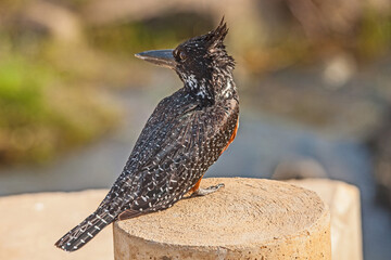 Giant Kingfisher (Megeceryle maximus) 14865