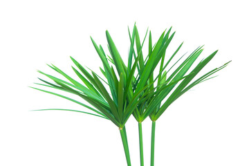 Umbrella plant, Papyrus, Cyperus alternifolius L. Isolated on white backgrund. with clipping path.