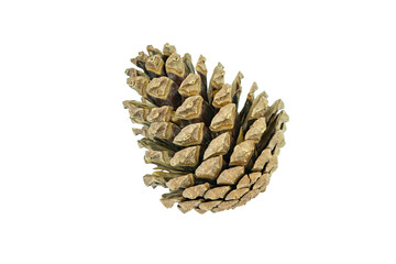 Pine cones isolated on white background with clipping path.