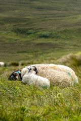 Sheeps in Skye, Scotland