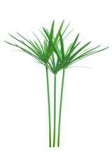 Umbrella plant, Papyrus, Cyperus alternifolius L. Isolated on white backgrund. with clipping path.