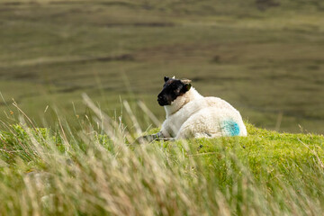Sheep in Skye, Scotland
