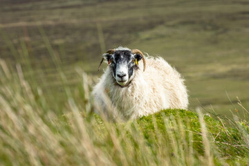 Sheep in Skye, Scotland