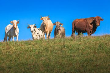 Cows livestock in southern Brazil countryside looking at camera