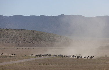 Wild Horses in Spring in the Utah Desert