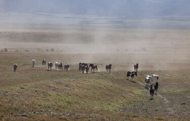 Wild Horses in Spring in the Utah Desert