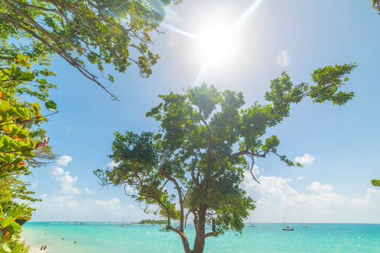 Trees by the sea in La Datcha beach in Guadeloupe