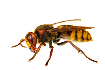 insects of europe - wasps: macro of  european hornet  ( Vespa crabro - Europäische Hornisse ) ...
