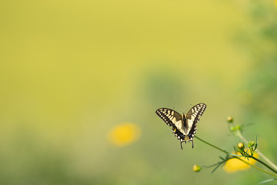 揚羽蝶 の画像 22 072 件の Stock 写真 ベクターおよびビデオ Adobe Stock