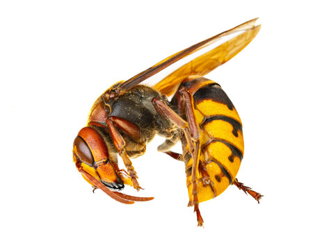 insects of europe - wasps: macro of  european hornet  ( Vespa crabro - Europäische Hornisse )  isolated on white background