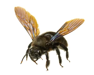 Foto op Aluminium insecten van europa - bijen: macro van mannelijke violette timmermansbij (Xylocopa violacea Duitse Blauschwarze Holzbiene) geïsoleerd op witte achtergrond met gespreide vleugels © unpict