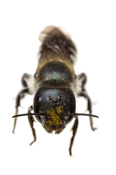 insects of europe - bees: front view - head of female Osmia caerulescens blue mason bee  (german Stahlblaue Mauerbiene)  isolated on white background