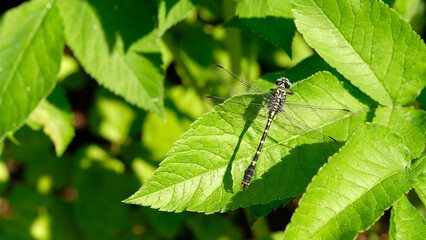 Banner. Closeup of a large dragonfly. Insect on a bright leaf of goutweed.