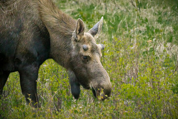 Fototapeta premium Juvenile Moose (2022)