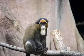 De Brazza's monkey sitting on a log at a zoo in Alabama. - Powered by Adobe