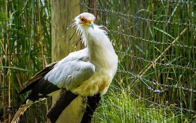 Secretary Bird strutting by a fence at a zoo in Alabama.