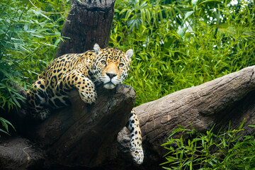 Naklejka na ściany i meble Jaguar resting on a log in a natural setting as a zoo animal in Alabama.