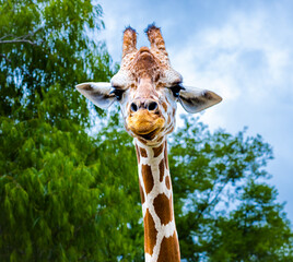 Reticulated Giraffe is looking high in the trees as a zoo animal in Alabama.