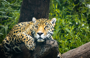 Jaguar resting on a log in a natural setting as a zoo animal in Alabama.
