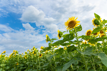 夏の風物詩、綺麗に広がるひまわり畑

毎年8月に咲く満開のひまわり畑と、真夏を思わせる入道雲は、この時期だけ！今年も綺麗に咲いてました！