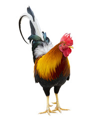Colorful free range male rooster isolated on white background - obrazy, fototapety, plakaty