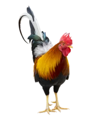 Fototapeten Colorful free range male rooster isolated on white background © Akarawut