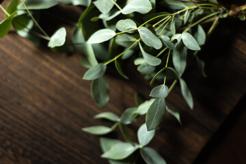 初夏の恵み：刈りたてユーカリのフレッシュグリーンと木の温もり Early Summer's Bounty: Fresh Green of Newly Cut Eucalyptus and the Warmth of Wood