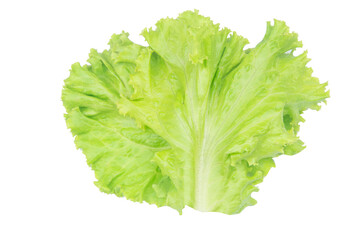 Salad leaf. Lettuce isolated on white background with clipping path.