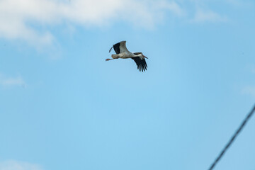 The stork flies far in the sky. There is artistic noise.