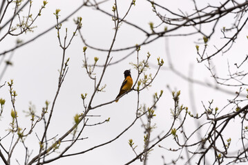 Baltimore Oriole Perched On A Tree Branch Singing