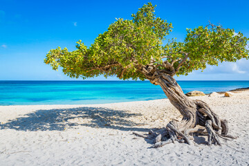 Idyllic beach in Aruba with Divi Divi tree, Dutch Antilles - obrazy, fototapety, plakaty