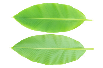 Obraz premium Banana leaf front and back isolated on white background. with clupping path