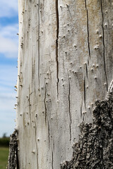 Closeup of tree bark in white