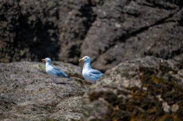 Möwen am Strand bei Ebbe