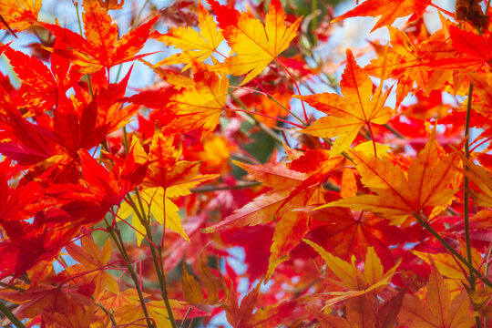 Canadian Maple leaves at golden Autumn landscape in Gramado, Brazil